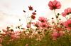 Cosmos